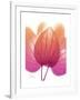 Orchid Tree Pink Orange-Albert Koetsier-Framed Premium Giclee Print