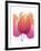 Orchid Tree Pink Orange-Albert Koetsier-Framed Premium Giclee Print