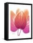 Orchid Tree Pink Orange-Albert Koetsier-Framed Stretched Canvas