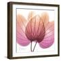 Orchid tree Pink-Albert Koetsier-Framed Premium Giclee Print