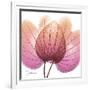 Orchid tree Pink-Albert Koetsier-Framed Art Print