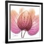 Orchid tree Pink-Albert Koetsier-Framed Art Print