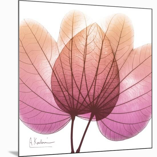 Orchid tree Pink-Albert Koetsier-Mounted Art Print