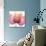 Orchid tree Pink-Albert Koetsier-Premium Giclee Print displayed on a wall