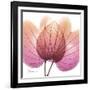 Orchid tree Pink-Albert Koetsier-Framed Premium Giclee Print