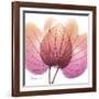 Orchid tree Pink-Albert Koetsier-Framed Premium Giclee Print