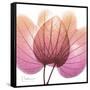 Orchid tree Pink-Albert Koetsier-Framed Stretched Canvas