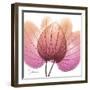 Orchid tree Pink-Albert Koetsier-Framed Art Print