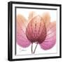 Orchid tree Pink-Albert Koetsier-Framed Art Print