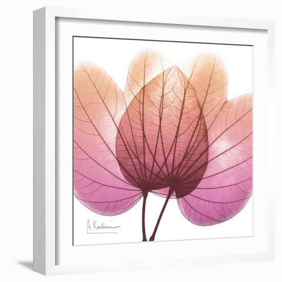 Orchid tree Pink-Albert Koetsier-Framed Art Print