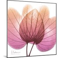 Orchid tree Pink-Albert Koetsier-Mounted Art Print