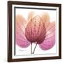 Orchid tree Pink-Albert Koetsier-Framed Art Print