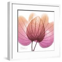 Orchid tree Pink-Albert Koetsier-Framed Premium Giclee Print