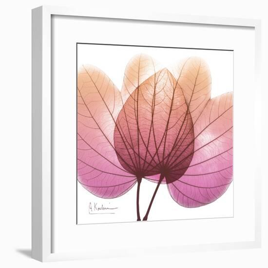 Orchid tree Pink-Albert Koetsier-Framed Premium Giclee Print