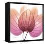 Orchid tree Pink-Albert Koetsier-Framed Stretched Canvas