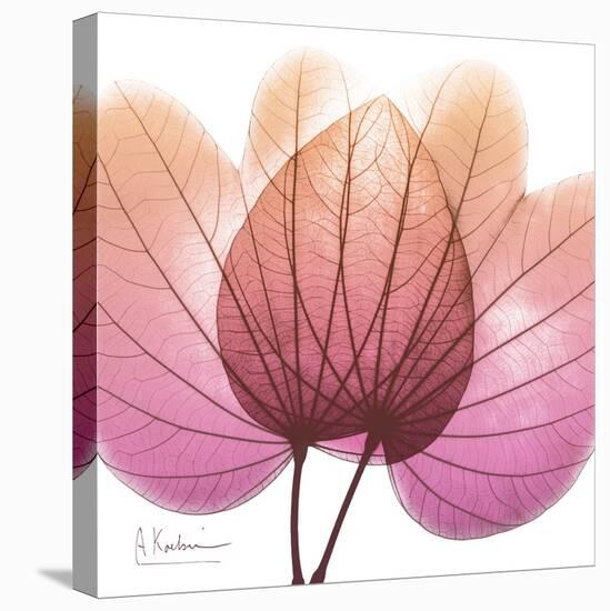 Orchid tree Pink-Albert Koetsier-Stretched Canvas