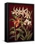 Orchid Trio I-Rodolfo Jimenez-Framed Stretched Canvas