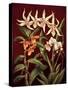 Orchid Trio I-Rodolfo Jimenez-Stretched Canvas