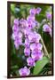 Orchid, USA-Lisa S. Engelbrecht-Framed Photographic Print