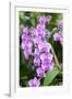 Orchid, USA-Lisa S. Engelbrecht-Framed Photographic Print