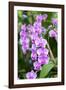 Orchid, USA-Lisa S. Engelbrecht-Framed Photographic Print