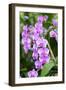 Orchid, USA-Lisa S. Engelbrecht-Framed Photographic Print