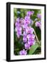 Orchid, USA-Lisa S. Engelbrecht-Framed Photographic Print