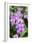 Orchid, USA-Lisa S. Engelbrecht-Framed Photographic Print