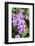 Orchid, USA-Lisa S. Engelbrecht-Framed Photographic Print