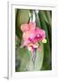 Orchid, USA-Lisa S. Engelbrecht-Framed Photographic Print