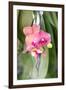 Orchid, USA-Lisa S. Engelbrecht-Framed Photographic Print