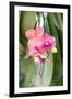 Orchid, USA-Lisa S. Engelbrecht-Framed Photographic Print