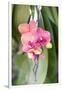 Orchid, USA-Lisa S. Engelbrecht-Framed Photographic Print