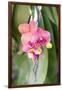 Orchid, USA-Lisa S. Engelbrecht-Framed Photographic Print