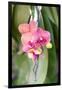 Orchid, USA-Lisa S. Engelbrecht-Framed Photographic Print