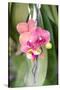 Orchid, USA-Lisa S. Engelbrecht-Stretched Canvas