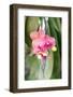 Orchid, USA-Lisa S. Engelbrecht-Framed Photographic Print