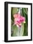 Orchid, USA-Lisa S. Engelbrecht-Framed Photographic Print