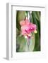 Orchid, USA-Lisa S. Engelbrecht-Framed Photographic Print