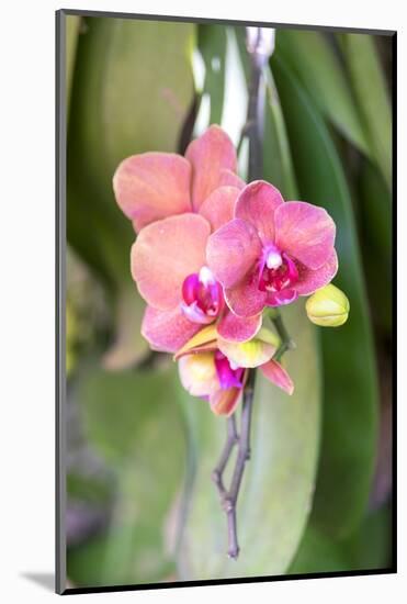 Orchid, USA-Lisa S. Engelbrecht-Mounted Photographic Print