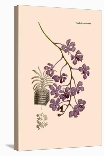 Orchid: Vanda Coerulescens-William Forsell Kirby-Stretched Canvas