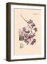 Orchid: Vanda Coerulescens-William Forsell Kirby-Framed Art Print