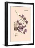 Orchid: Vanda Coerulescens-William Forsell Kirby-Framed Art Print