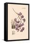 Orchid: Vanda Coerulescens-William Forsell Kirby-Framed Stretched Canvas