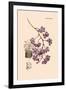 Orchid: Vanda Coerulescens-William Forsell Kirby-Framed Art Print