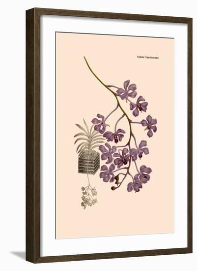 Orchid: Vanda Coerulescens-William Forsell Kirby-Framed Art Print