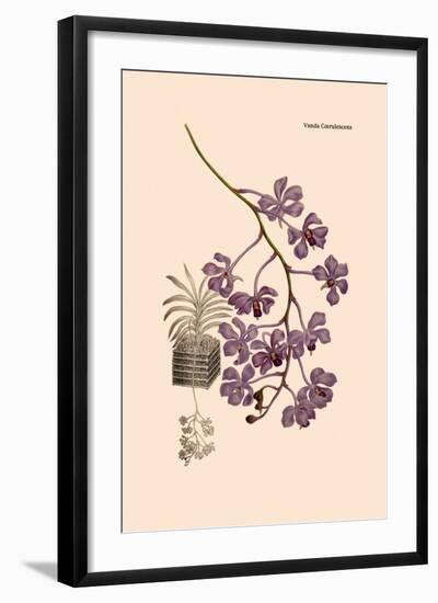 Orchid: Vanda Coerulescens-William Forsell Kirby-Framed Art Print