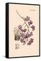 Orchid: Vanda Coerulescens-William Forsell Kirby-Framed Stretched Canvas