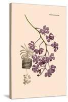 Orchid: Vanda Coerulescens-William Forsell Kirby-Stretched Canvas