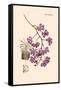 Orchid: Vanda Coerulescens-William Forsell Kirby-Framed Stretched Canvas